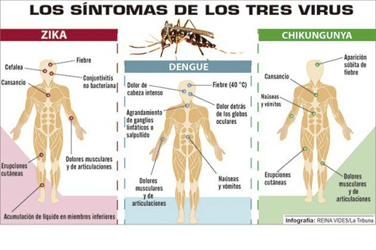 info zika chikungunya dengu