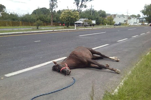 caballo