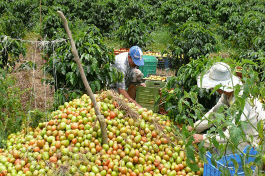 trabajadores del campo