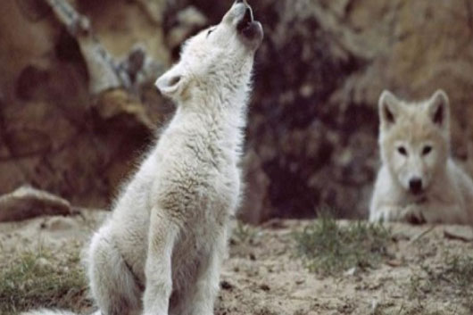 lobos