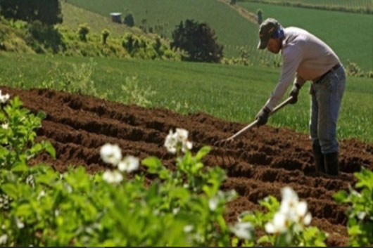 apicultores y cacao