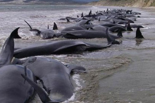 ballenas chile