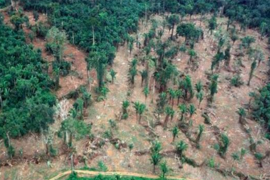 deforestaciónamazónica
