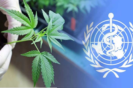 ONU RECONOCE CANNABIS