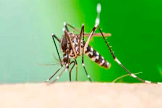 dengue