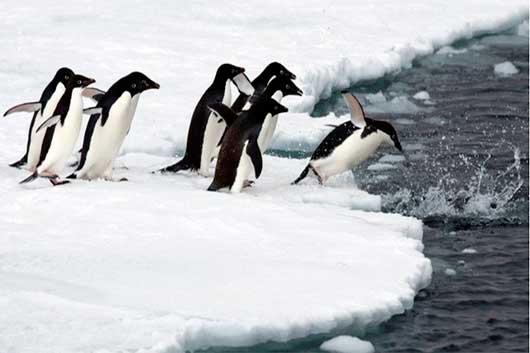estudian pinguinos