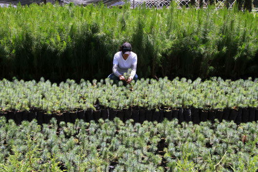 CGE-aac-01-vivero-reforesta