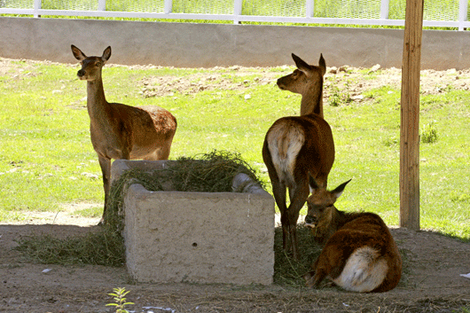 CGE zoologico altiplano 003