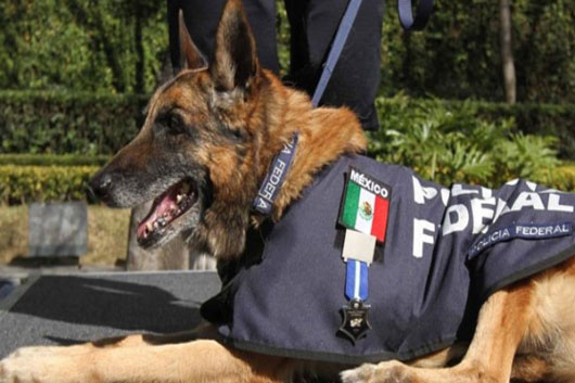 CANINO