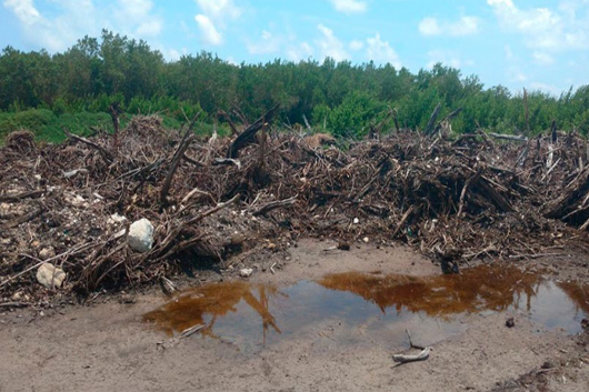 manglar