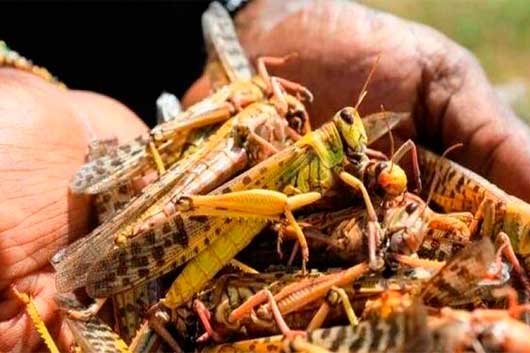 plaga de langostas