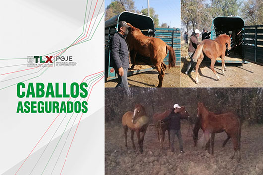 PGJE RECUPERA CABALLOS