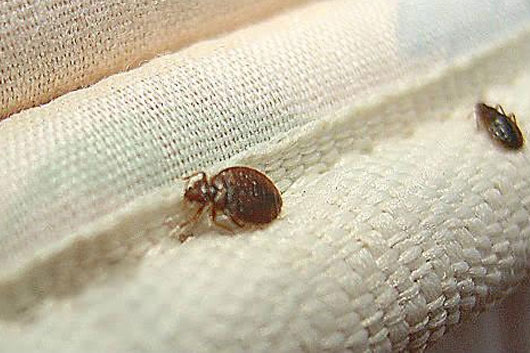 Promueve SESA detección oportuna de la enfermedad de Chagas ocasionada por chinches