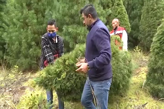 ¿Sabe dónde adquirir su árbol de navidad?