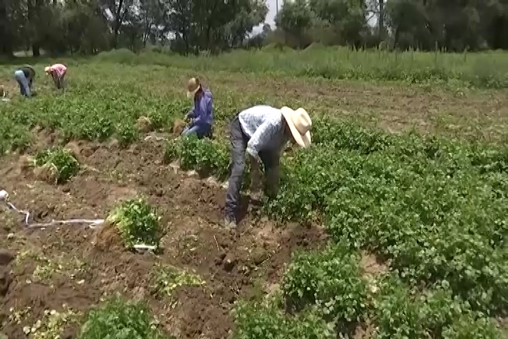 El Programa de Producción del Bienestar apoyará a más de 30 mil beneficiarios del campo