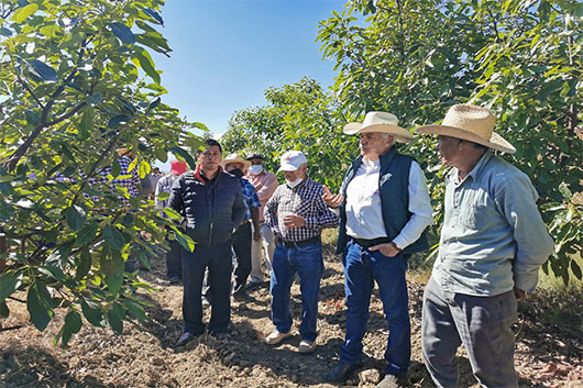 Impulsa Sefoa la producción de aguacate en el centro-sur del estado