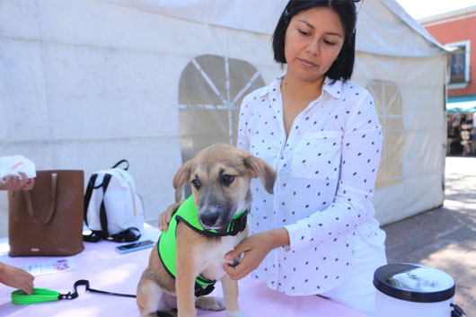  En el Día Internacional de la Familia la Secretaría de Bienestar Tlaxcala promovió el cuidado y respeto animal 