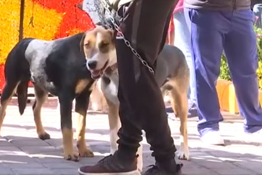 Realizarán jornada de esterilización para perros y gatos en Atlangatepec  