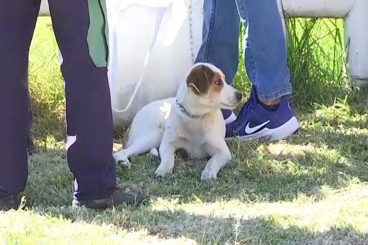 Realiza Ayuntamiento de Chiautempan la “Jornada de Esterilización Canina y Felina”