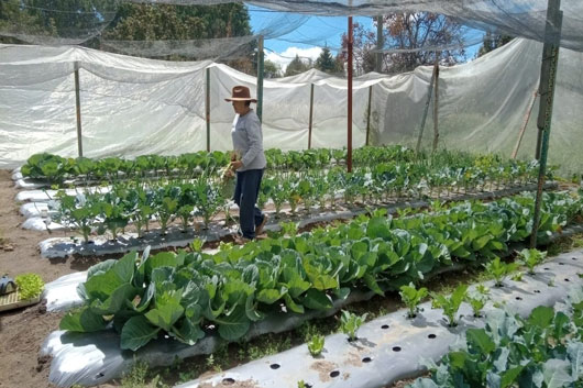 Invaluable, el trabajo de las mujeres rurales en Tlaxcala: SIA