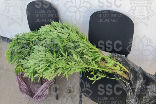 Asegura SSC planta de marihuana en Apizaco