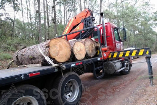   Aseguró SSC tres rollos de madera verde en Tlaxco