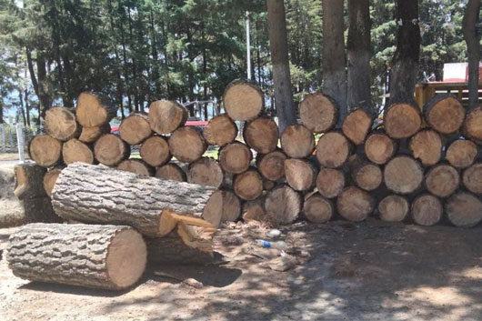 SMA y SSC resguardan recurso forestal maderable en La Malinche