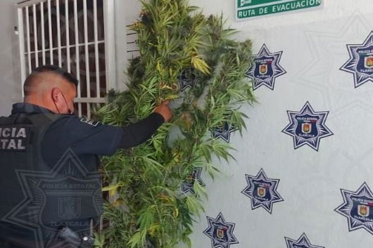 Asegura SSC planta de marihuana en Tzompantepec 