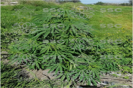 Asegura SSC planta de marihuana en Tzompantepec 