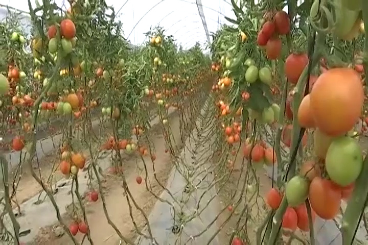Participa ITAT en la “Agenda para el Campo” del Tecnológico Nacional 