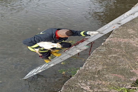 Bomberos de la SSC rescatan a gatito que cayó al Zahuapan