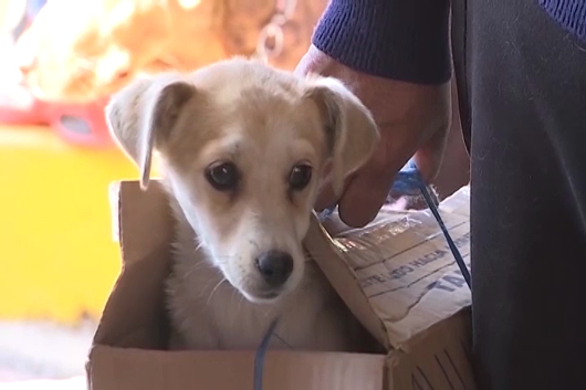 Exhorta Centro Veterinario Antirrábico a ser responsables con el cuidado y atención de las mascotas