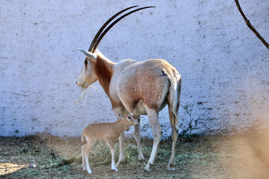Nace un Orix Cimitarra en el Zoológico del Altiplano de Tlaxcala