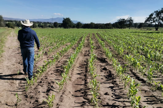 Busca SIA contar en 2023 con un seguro eficiente contra siniestros agroclimáticos