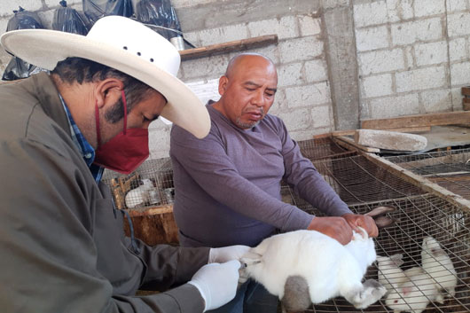 Realiza SIA vacunación gratuita contra la enfermedad hemorrágica viral de conejos