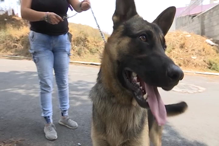 ¿Le gustaría adoptar una mascota? Aquí de decimos cómo  