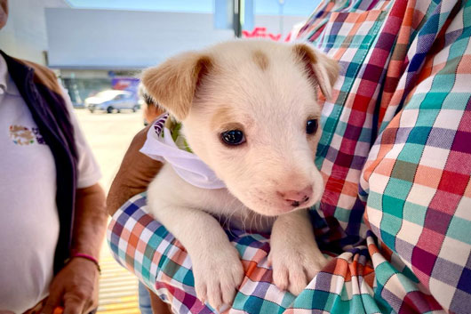 Exitosa, segunda Jornada de Adopción Canina