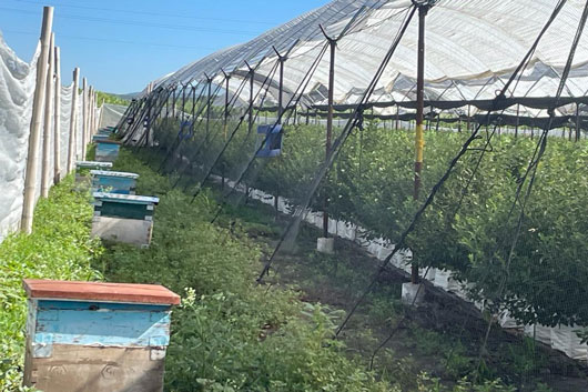 Ofrecen productores apícolas servicios de polinización en cultivo de arándano