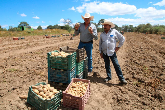 Propicia Secretaría de Impulso Agropecuario producción de papa en el Estado