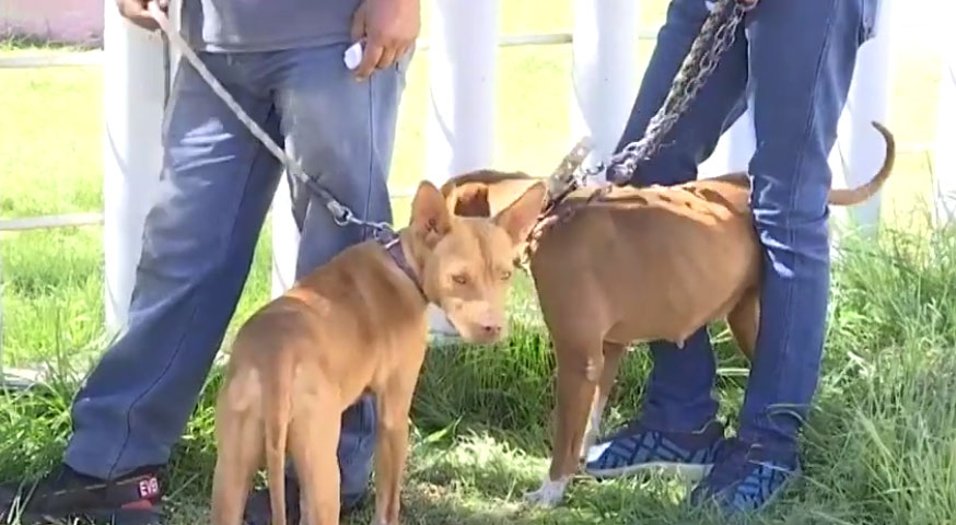 Cada 21 de julio se conmemora “El Día Mundial del Perro”