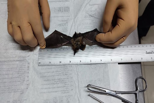 Hombre mordido por un murciélago en Españita no ha presentado síntomas de rabia