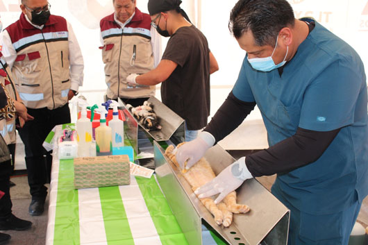 Iniciará Tlaxcala jornada nacional de esterilización canina y felina