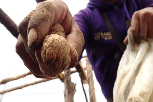 Reactiva SEDIF vivero en Atltzayanca