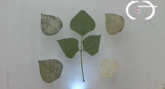 Con “Nervaduras”, artista busca generar conciencia ambiental 