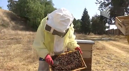 Movilizan apicultores tlaxcaltecas colmenas al estado de Veracruz