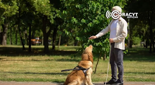 Perros guía, un apoyo esencial para personas con discapacidad visual