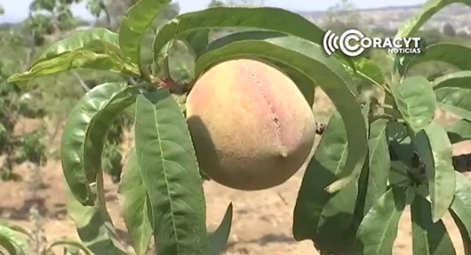 Prevén productores de Atltzayanca cosechar más de 2.5 toneladas de durazno