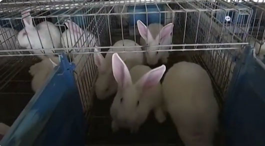 Distribuye SIA más de 16 mil paquetes de especies menores cada año 