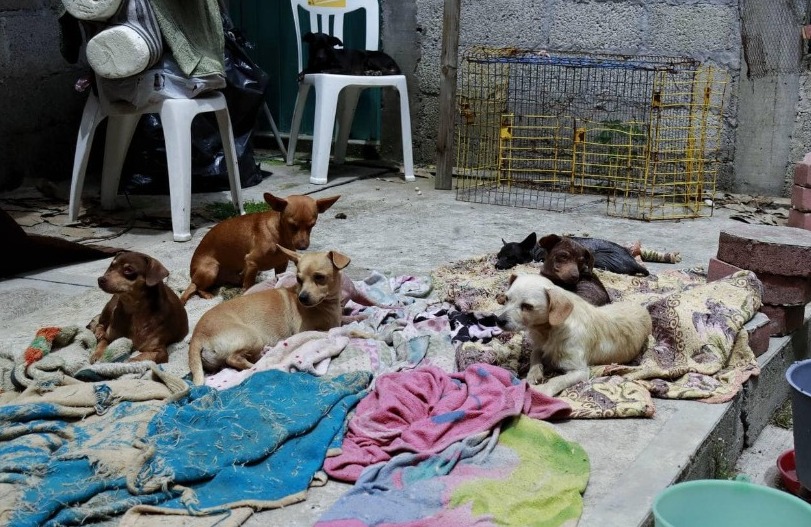 Rescató CBA a 19 perros chihuahua en Xaloztoc 
