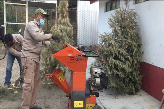 Implementará Secretaría de Medio Ambiente campaña de acopio y reciclaje de árboles naturales de navidad